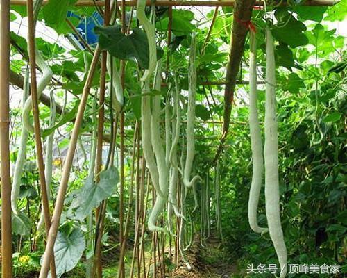 吃瓜歌中细长条是什么瓜,揭秘“吃瓜歌”中的神秘瓜种