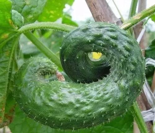 吃瓜歌中细长条是什么瓜,揭秘“吃瓜歌”中的神秘瓜种