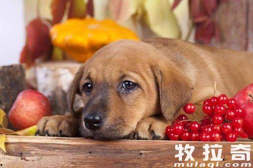 狗吃瓜配文,揭秘宠物界的趣味瞬间