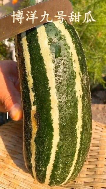 瓜熟了能直接吃吗