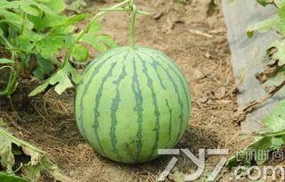 瓜熟了能直接吃吗