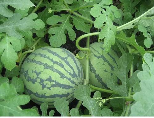 黑红条纹吃瓜,揭秘神秘食趣背后的故事