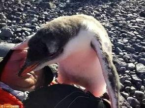 企鹅免费吃瓜群,畅享欢乐时光的聚集地