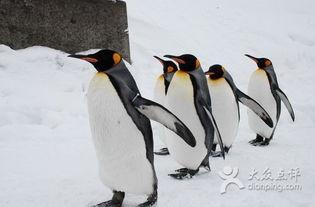 企鹅免费吃瓜群,畅享欢乐时光的聚集地