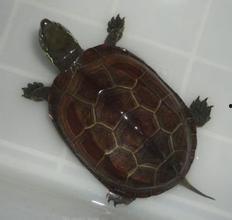 草龟吃不吃瓜,探究它们对瓜类食物的喜好