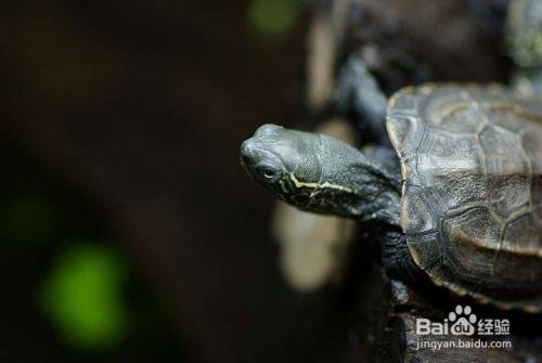 草龟吃不吃瓜,探究它们对瓜类食物的喜好