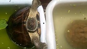 草龟吃不吃瓜,探究它们对瓜类食物的喜好