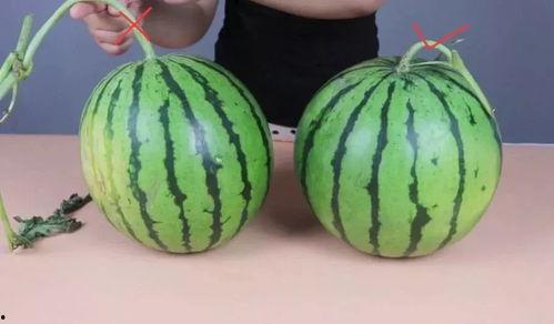 瓜甜不甜怎么吃