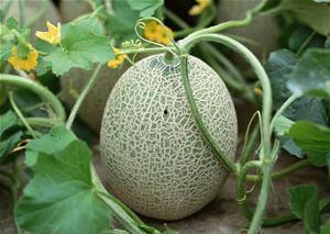 喜欢吃哈密瓜的一段话,甜蜜诱惑，尽享夏日清新