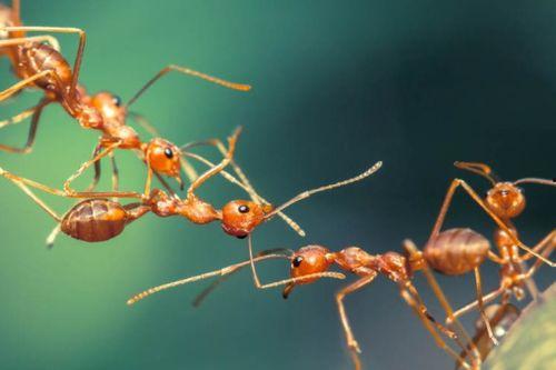 改造蚂蚁脚趾吃瓜,改造脚趾吃瓜大揭秘