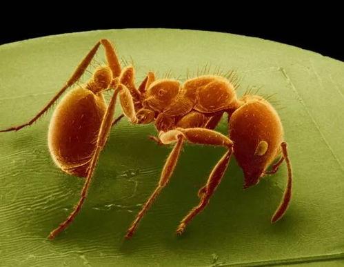 改造蚂蚁脚趾吃瓜,改造脚趾吃瓜大揭秘