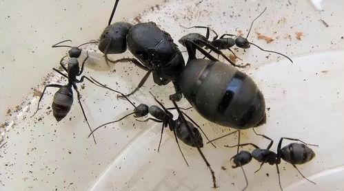 改造蚂蚁脚趾吃瓜,改造脚趾吃瓜大揭秘