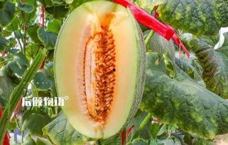 吃瓜娃子吗,网络热词背后的社会文化现象