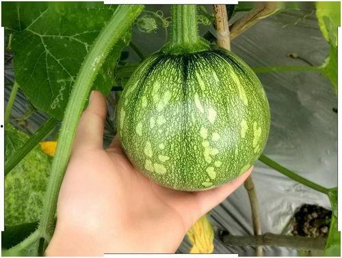 小田田吃瓜,小田田的瓜界探险记