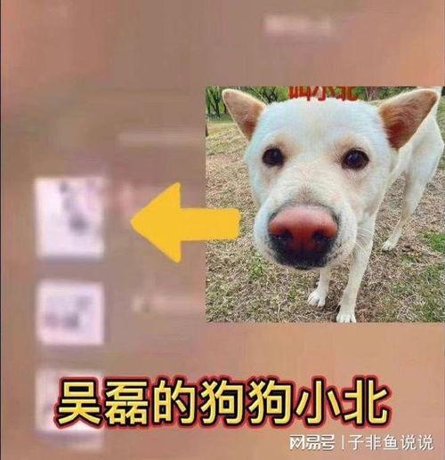 单身狗吃瓜背面的头像,揭秘娱乐圈背后的秘密