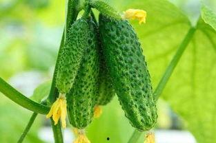 河北圆圆 吃瓜,揭秘吃瓜背后的故事与趣味